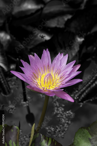 Lotus flower in the park.