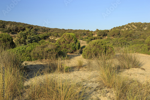 Sand dunes with vegetation, South coast, Sardinia, Italy