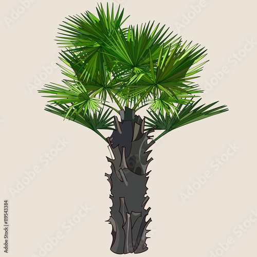 palm with spreading leaves on a thick trunk