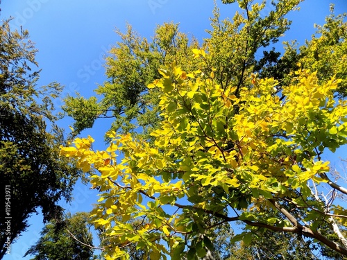 Yellow leaves on tree and blue sky in deciduous forest during autumn