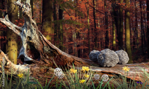 Fototapeta Naklejka Na Ścianę i Meble -  Truffes