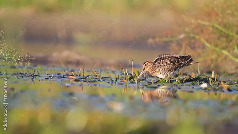 dream of every hunter, bird - snipe dream of every hunter, bird - snipe