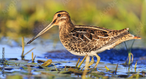 snipe among aquatic vegetation photo