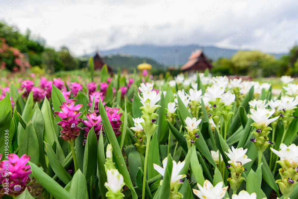 Pink and white Siam tulip flower (Curcuma alismatifolia) blossom Pink and white Siam tulip flower (Curcuma alismatifolia) blossom