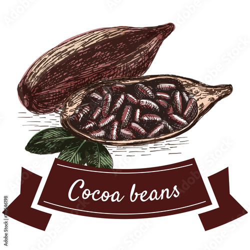 Vector colorful illustration with cocoa beans