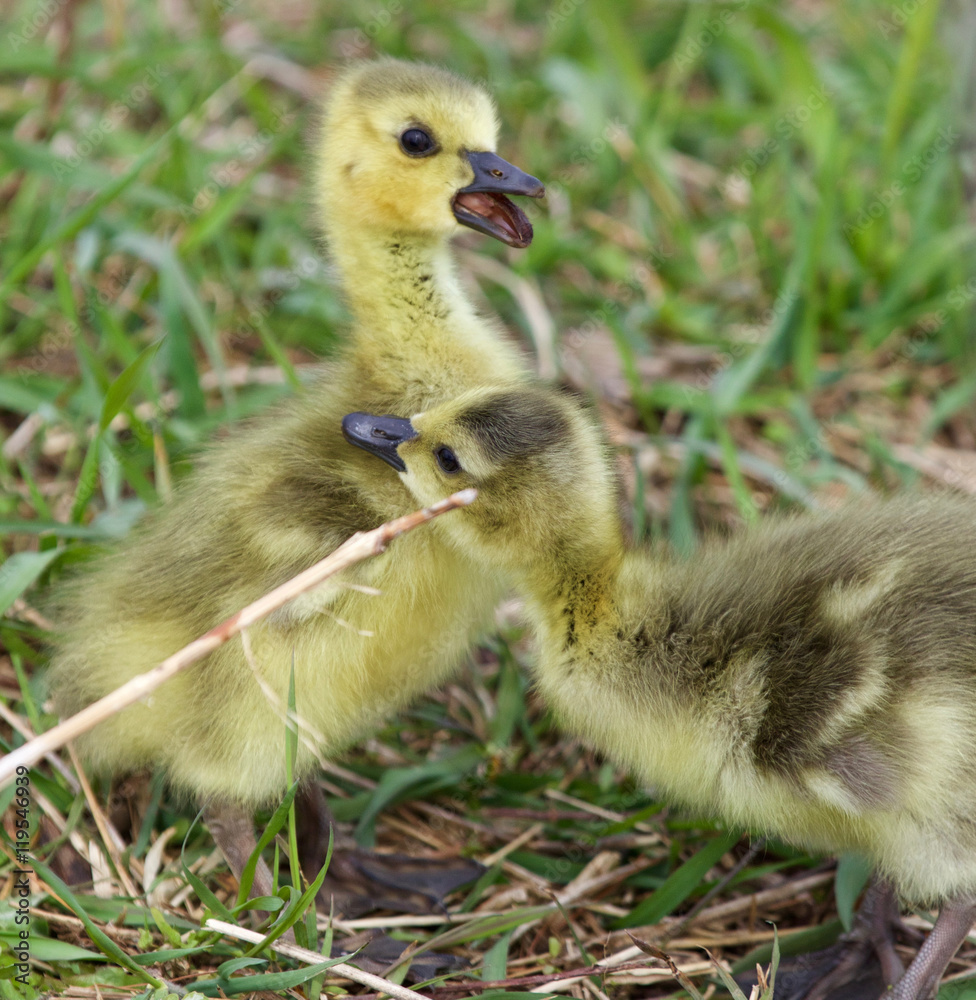 Funny photo of the amazed screaming chick Funny photo of the amazed screaming chick