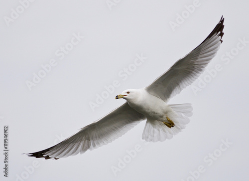 Beautiful closeup of a gull flying in the sky
