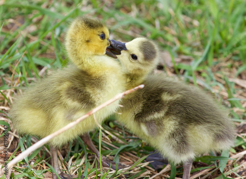Funny photo of kissing young chicks of the Canada geese