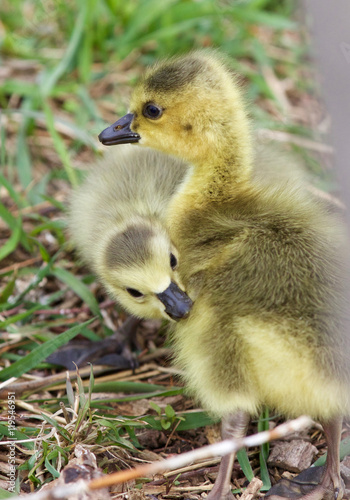 Image with a pair of chicks © MrWildLife