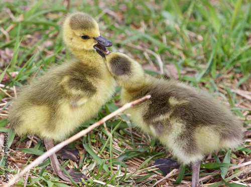 Cute pair of chicks of Canada geese