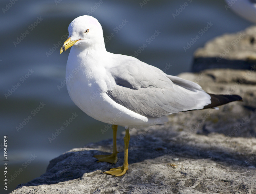 Background with a gull staying on the shore Background with a gull staying on the shore