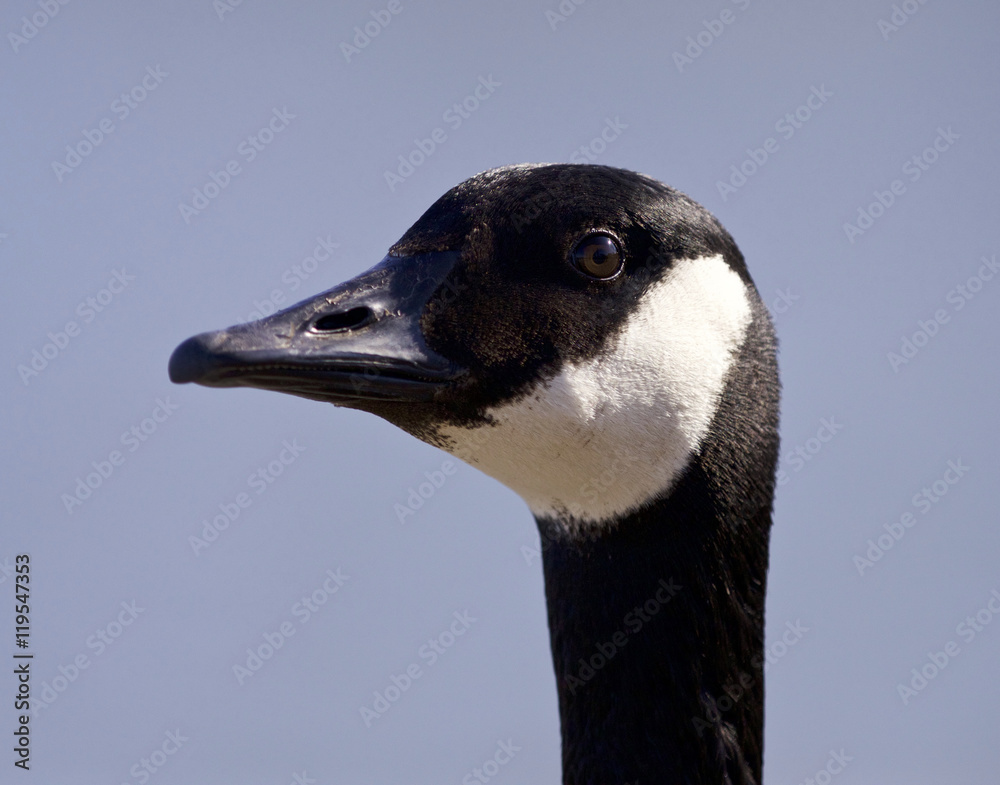 Isolated photo of a cute Canada goose Isolated photo of a cute Canada goose