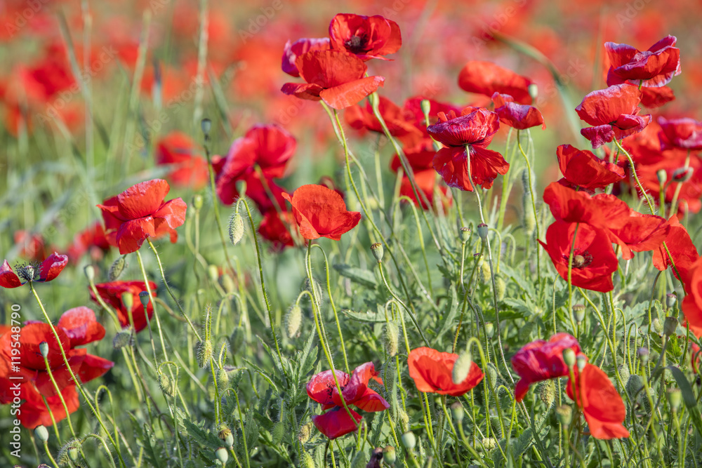 Naklejka premium red poppies in garden