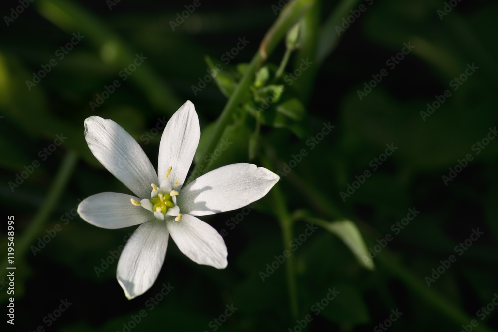 white forest flower closeup on a green background white forest flower closeup on a green background