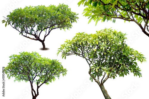 Green fresh leaf on center group branches, white background isolated. (Frangipani, Plumeria, Temple Tree, West Indian Jasmine, Pagoda Tree, P. pudica L., P. rubra L.)