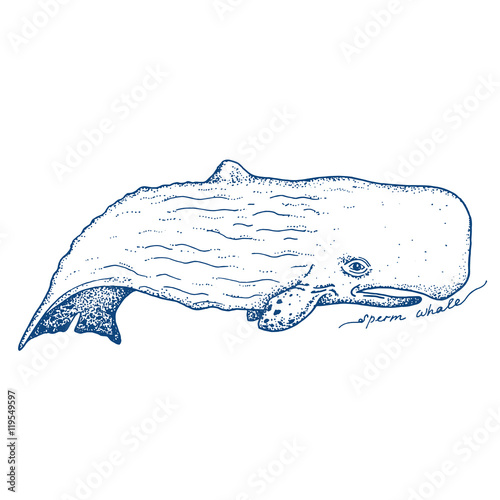 Big sperm whale - vector hand drawn illustration. Huge swimming aquatic mammal ink sketch