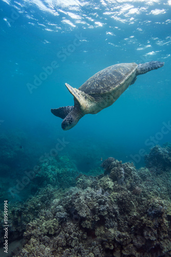 Turtle Diving  © lancesagar