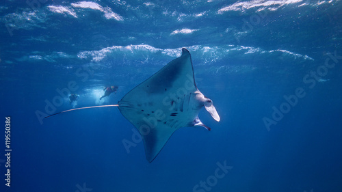 Manta Chasers