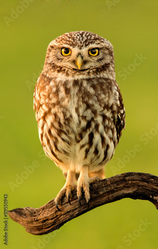 Small owl in the nature