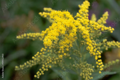 Nahaufnahme einer Goldrute im Garten vor natürlichem Hintergrund photo