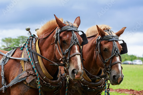 Fototapeta Naklejka Na Ścianę i Meble -  Draft Horses in full harness.