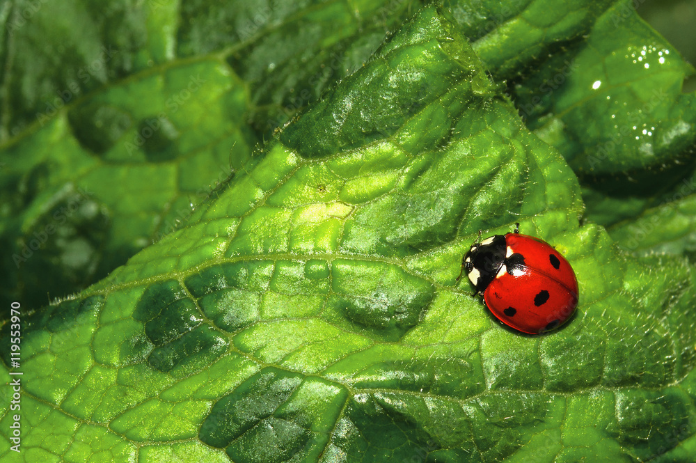 ladybug ladybug