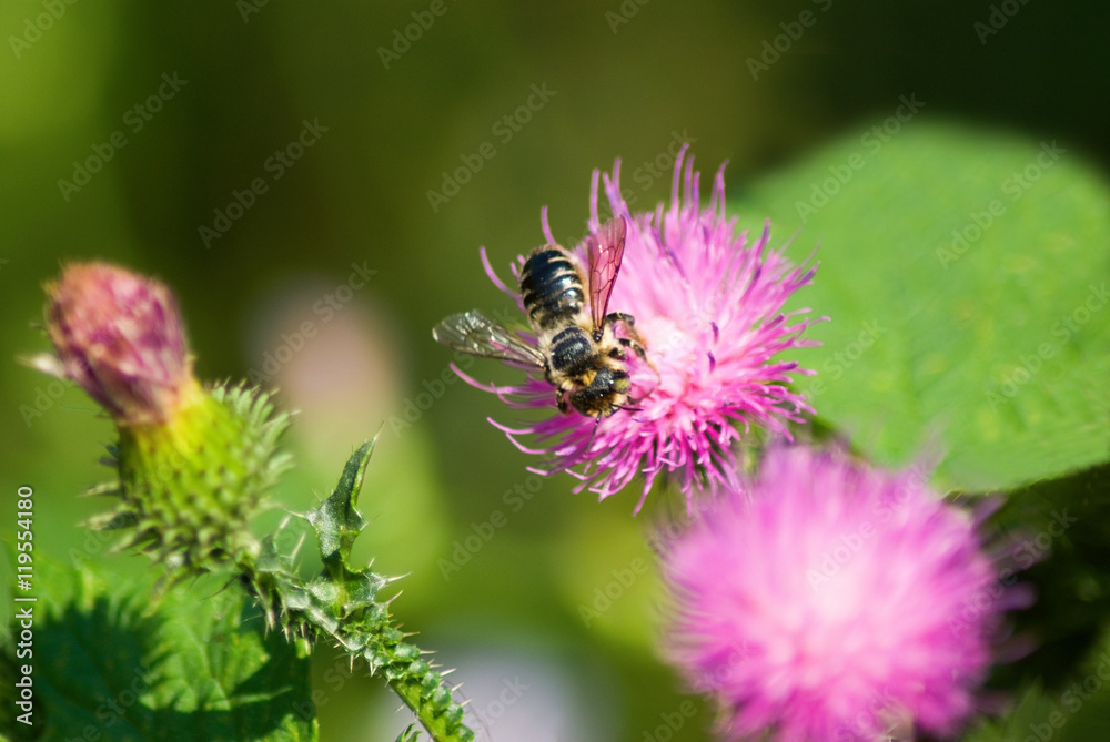 image of beautiful flowers in the garden image of beautiful flowers in the garden