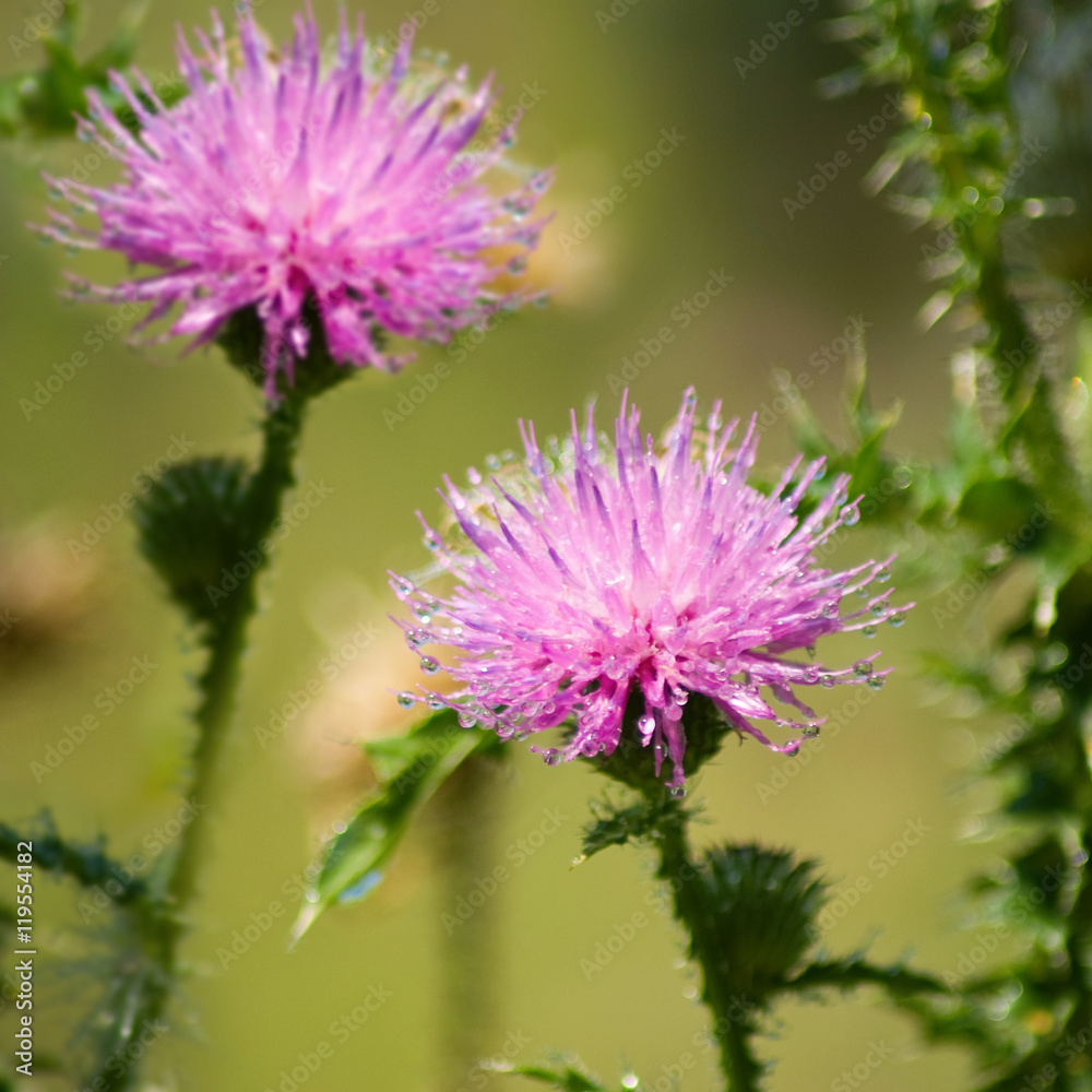 beautiful flowers in the garden beautiful flowers in the garden