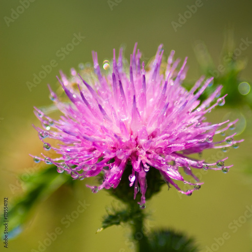 image of beautiful flowers in the garden