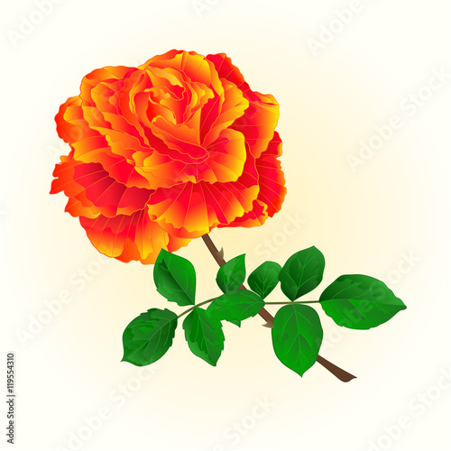 Rose orange isolated flower  vintage on a white background vector illustration