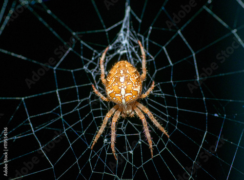 Konstfotografi Spinne im Netz
