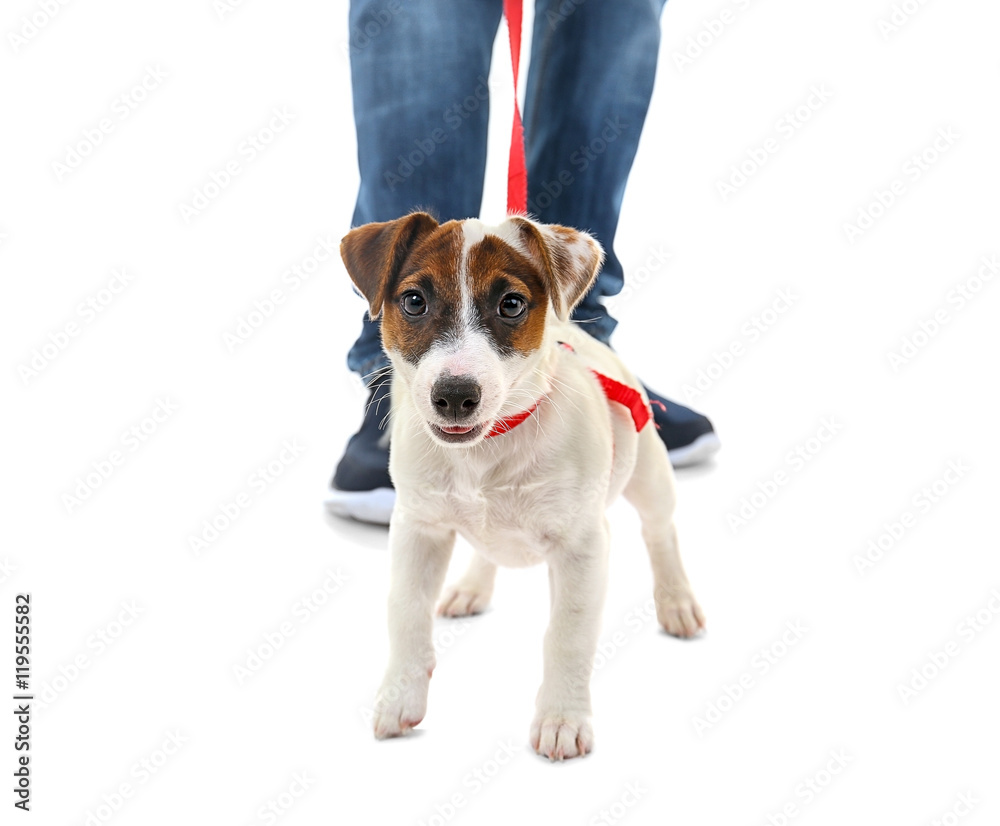 Man with Jack Russell terrier, isolated on white