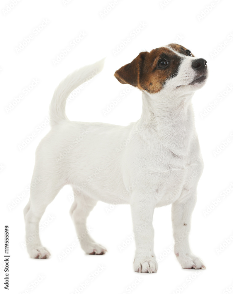 Cute Jack Russell terrier, isolated on white