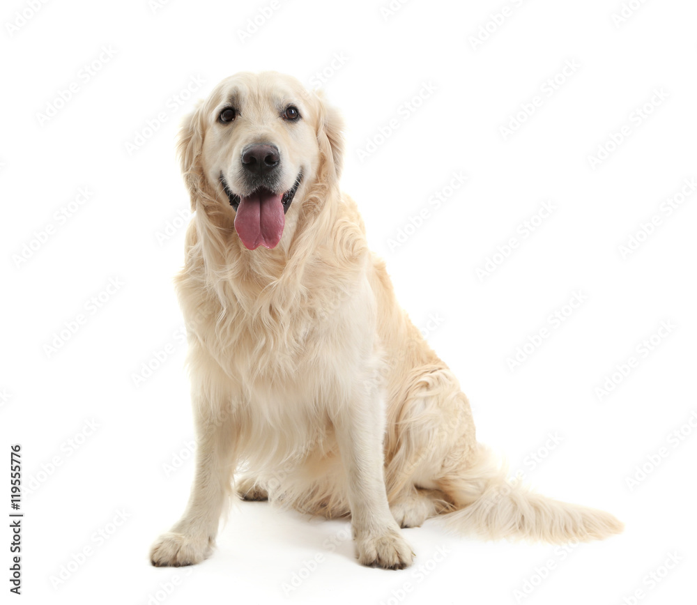 Retriever, isolated on white Retriever, isolated on white