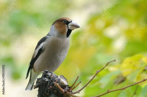 Perching hawfinch in autumn © Victor Tyakht