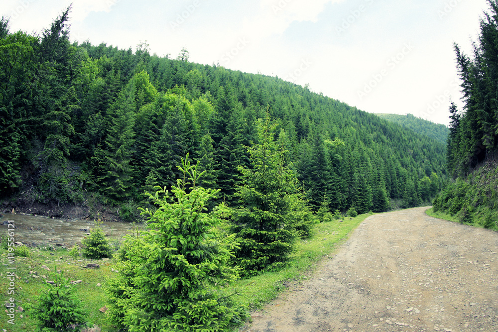Fototapeta premium Road in mountain forest