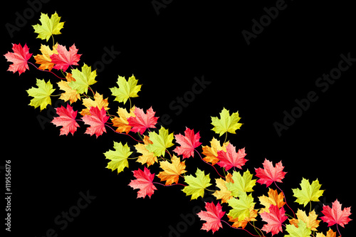 autumn leaves isolated on black background.