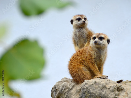 Meerkat couple