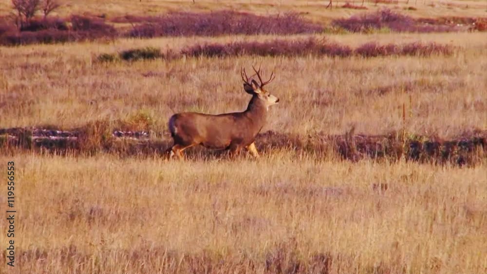 Zoom in to Buck in Yellow Field Zoom in to Buck in Yellow Field