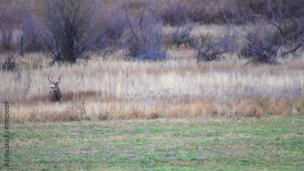 Buck in the Tall Yellow Grass