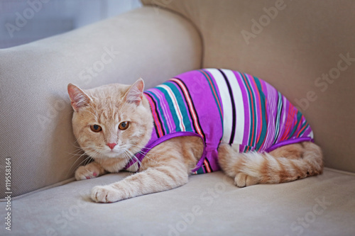 Fototapeta Naklejka Na Ścianę i Meble -  Funny cat in clothes on coach