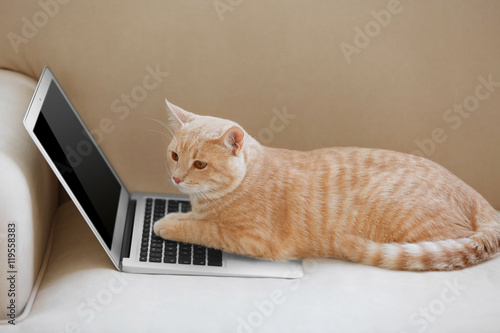 Cute cat with laptop on coach
