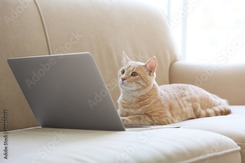 Fototapeta Naklejka Na Ścianę i Meble -  Cute cat with laptop on coach