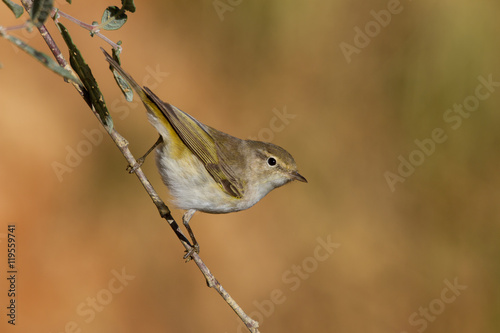 Mosquitero Papialbo, Phylloscopus bonelli, posado en una rama