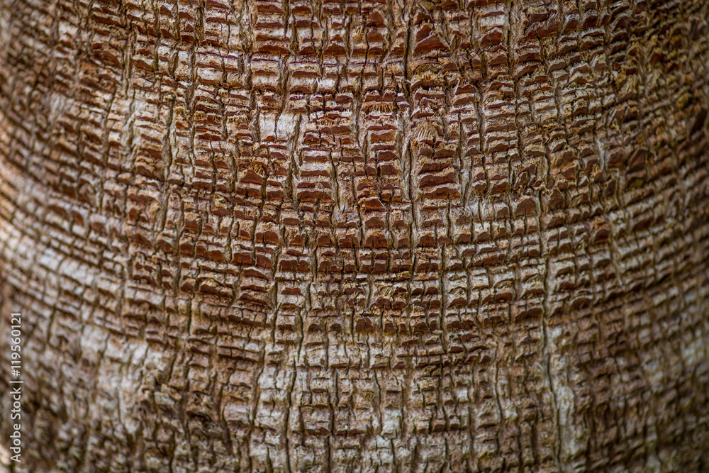 Fototapeta premium Palmenrinde