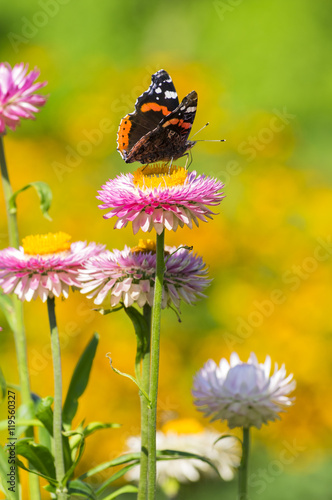 Red Admiral butterfly on Strawflower © Nevada31