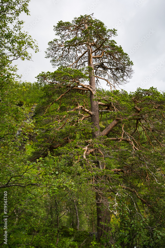 Fototapeta premium Norway landscape