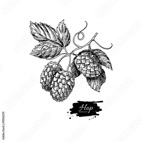 Hop plant vector drawing illustration. Hand drawn artistic beer