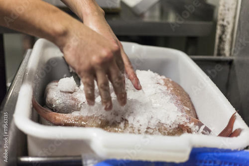 A chef selects fish from ice tub. 