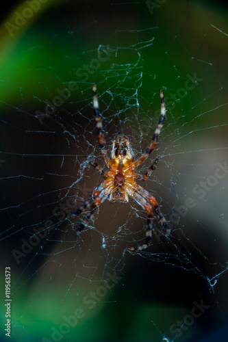 spider Araneus